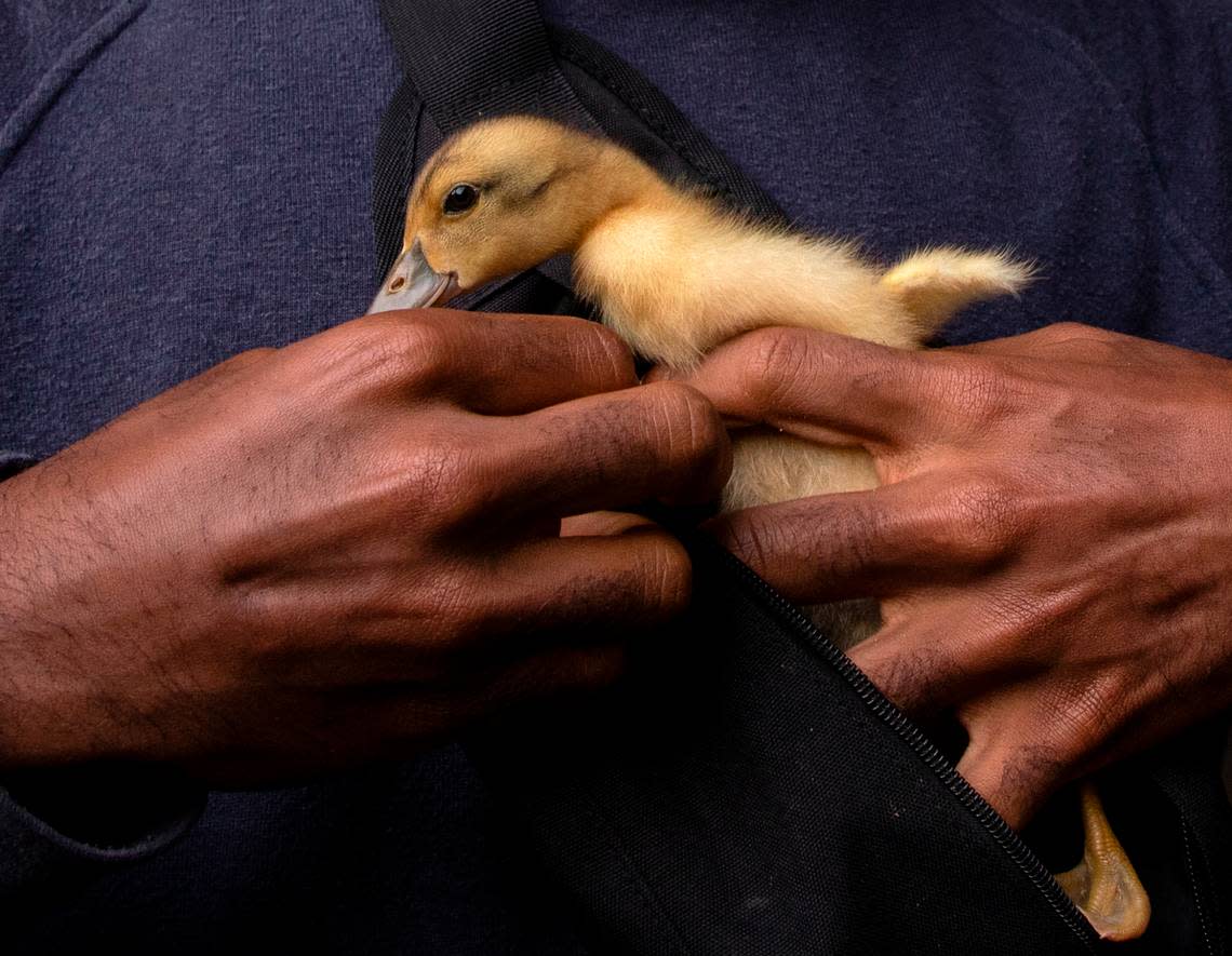 Tyler Allen puts a duckling into a satchel before walking to a jazz concert in Raleigh, N.C. on Thursday, Oct. 13, 2022.