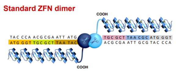 A representation of a strand of DNA and how combining zinc-finger proteins with Fok1 can make a cut.