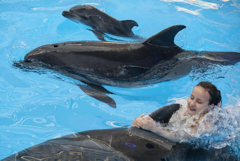 The new-born dolphin called Mir (Peace), top, swims with his mother named Beauty, during a dolphin performance in Nemo dolphinarium in Donetsk, eastern Ukraine, Tuesday, May 6, 2014. Dolphin called Mir (Peace) was born in a dolphinarium on the eve of of Labor Day in the restive eastern Ukrainian city of Donetsk. There is hope that the name will serve as a symbol of hope for the troubled region’s future: Peace. Only a few customers attended a dolphin performance Tuesday afternoon, a turnout that company representatives said might have been down to tensions in the city. (AP Photo/Evgeniy Maloletka)