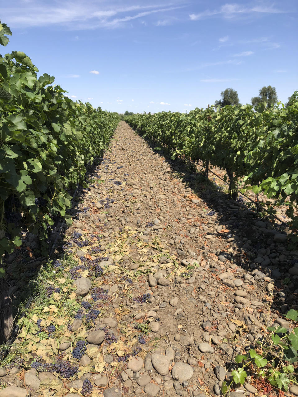 This Aug. 12, 2019 photo shows wine grapes growing amid the stones in the River Rock Vineyard in Milton-Freewater, Oregon. Southeastern Washington has been producing high-quality wines for decades. But in the past five years, the wineries of the Walla Walla Valley have drawn international accolades for the reds produced from the unique soil just across the border in Oregon. (AP Photo/Sally Carpenter Hale)