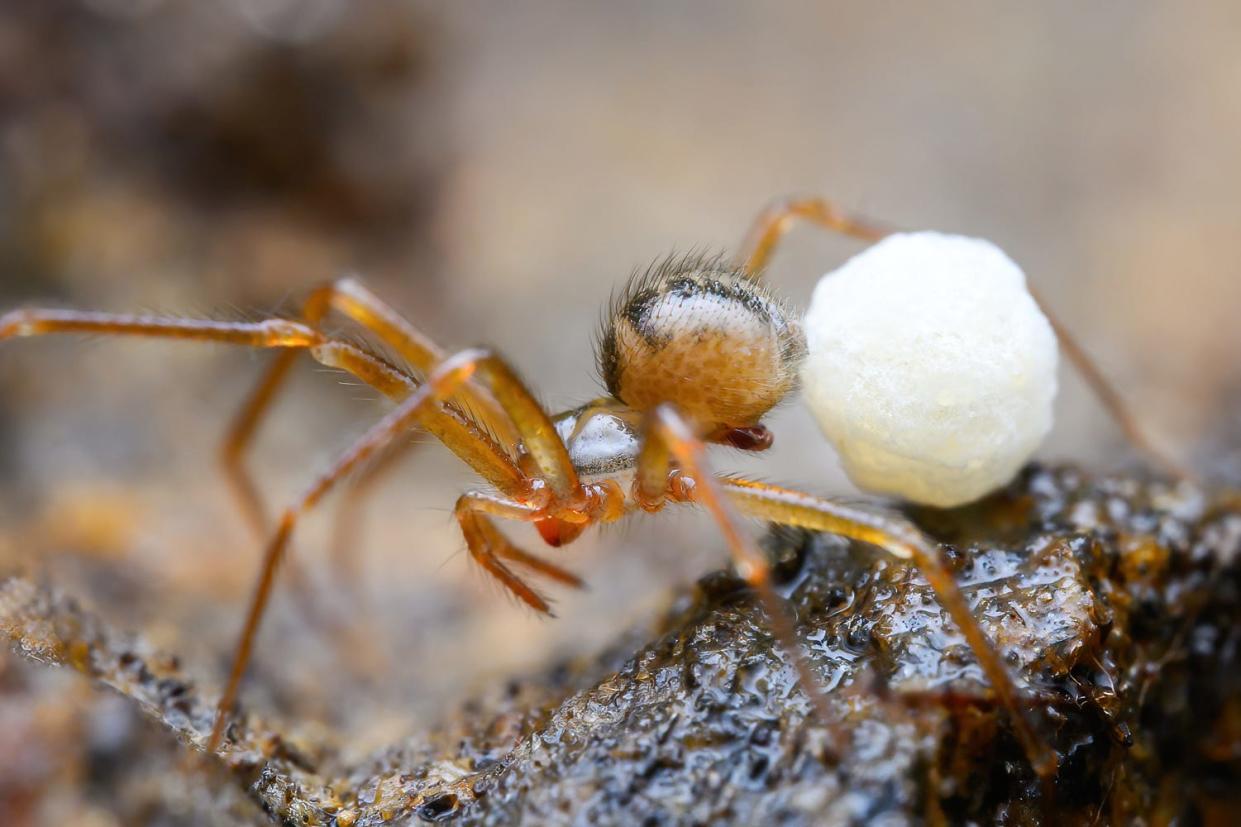 A recent study by Marshal Hedin and Marc Milne identified three new-to-science species of the spider genus Nesticus living in Great Smoky Mountains National Park. This photo shows an adult female Nesticus nasicus carrying her egg sac.