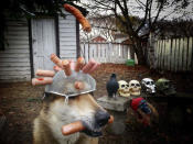 <p>Toby balances Halloween decorations on his head. (Photo: Pat Langer/Caters News) </p>