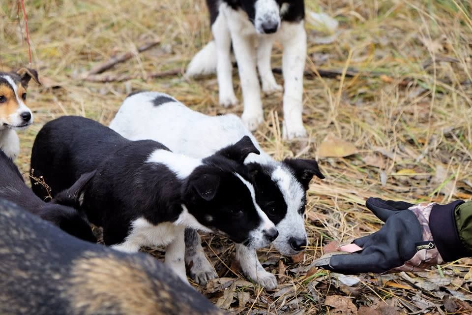 La conmovedora historia de los cachorros de Chernóbil que no pueden ser tocados