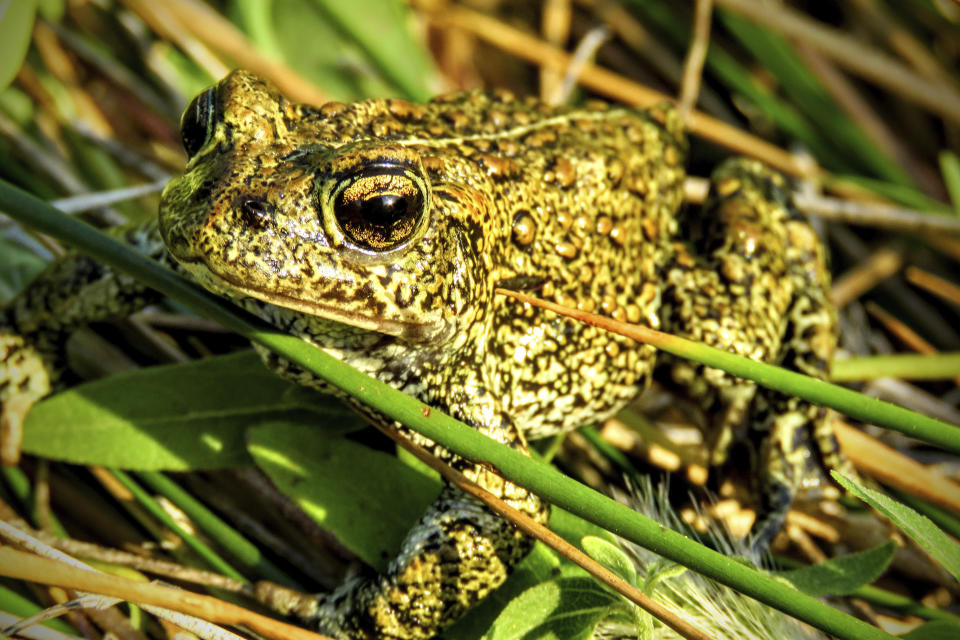 In this 2017 photo provided by the Center for Biological Diversity is a Dixie Valley toad, which the U.S. Fish and Wildlife Service has temporarily listed as an endangered species on an emergency basis near the site of a power plant site in Nevada. A pair of lithium mines and a geothermal power plant in the works in Nevada are among the most ambitious projects at the forefront of the Biden administration's "green" energy agenda. The three ventures at various stages of development in the biggest U.S. gold producing state also are shining a spotlight on the hurdles ahead. (Patrick Donnelly/Center for Biological Diversity via AP)