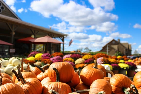 A pumpkin patch under blue skies with clouds.