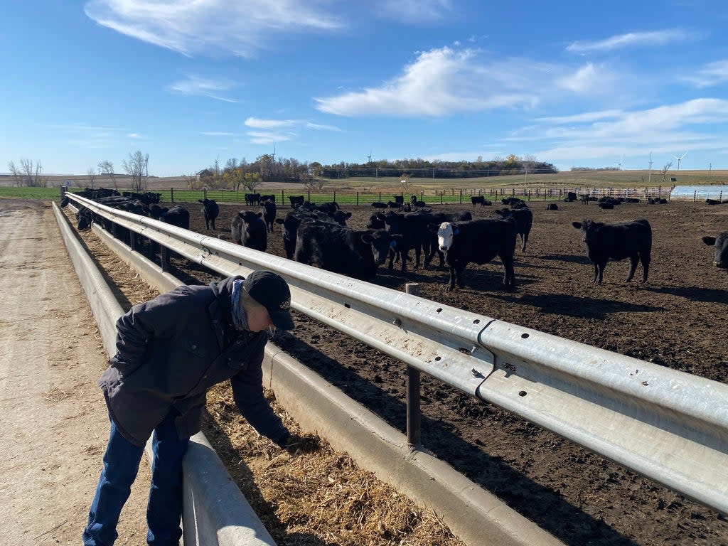 Hannah Borg, a sixth generation cattle farmer, inspects cattle feed on her farm in northern Nebraska (Richard Hall / The Independent )