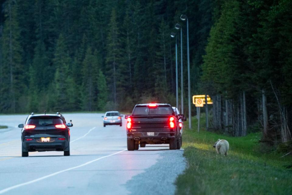 Two bear cubs were killed along the Trans-Canada Highway after being hit by a car.