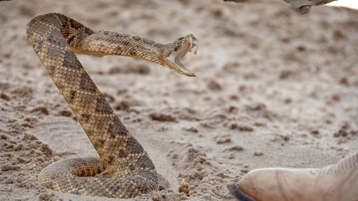  A rattlesnake in the sand by a leather boot . 