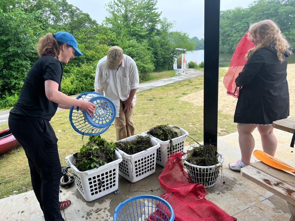 Volunteers removed water chestnuts from Coes Reservoir Saturday morning.