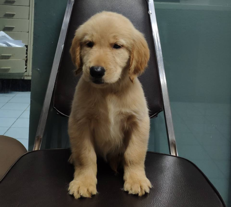 Bangkok police snapped a mugshot of a Golden Retriever before posting it on their social media to look for its owner. — Picture via Facebook