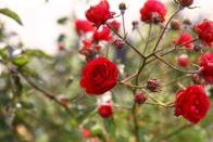 <p>Garden roses might be winding down for winter, but beautiful bunches make the perfect gift for loved ones over the holidays — especially if you're after something other than popular <a href="https://www.housebeautiful.com/uk/garden/plants/advice/a994/poinsettia-care-buying-tips/" rel="nofollow noopener" target="_blank" data-ylk="slk:poinsettias;elm:context_link;itc:0;sec:content-canvas" class="link ">poinsettias</a>. </p><p><strong>READ MORE</strong>: <a href="https://www.housebeautiful.com/uk/garden/plants/g403/christmas-flowers/" rel="nofollow noopener" target="_blank" data-ylk="slk:The best Christmas flowers to buy this festive season;elm:context_link;itc:0;sec:content-canvas" class="link ">The best Christmas flowers to buy this festive season</a></p>