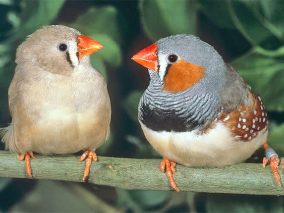 Zebra finches are affected by traffic noise after they have flown the nest: ALAMY