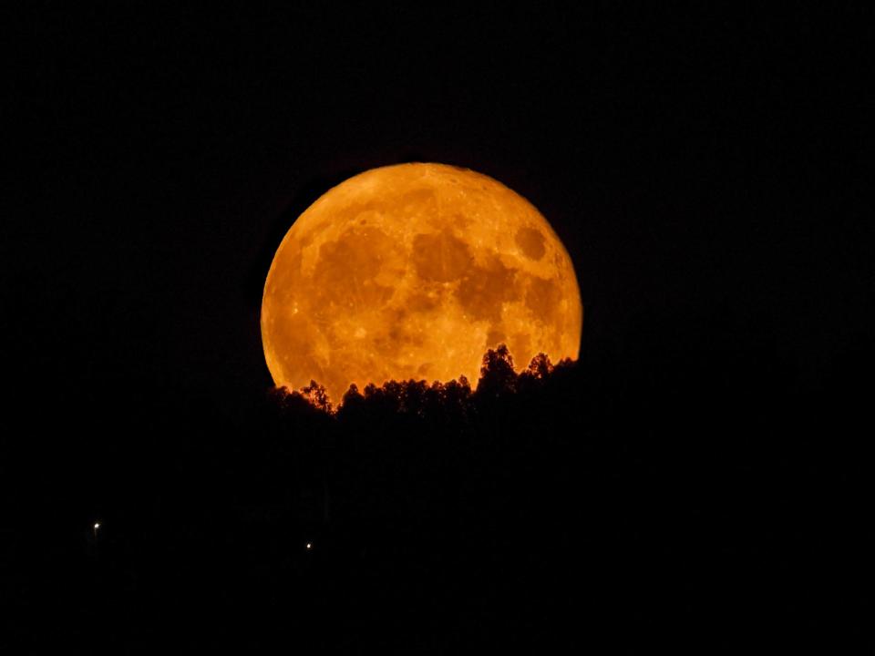 A bright orange full moon partially obscured by a silhouette of trees.