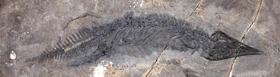 The fossil of Gunakadeit joseeae, which was found in Southeast Alaska. About two thirds of the tail had already eroded away when the fossil was discovered. See National News story NNdino. The fossil of a weird sharp-snouted marine reptile that lived more than 200 million years ago has been discovered in Alaska. The new species, called Gunakedeit joseeae, was named after a native Tlingit sea monster known for good luck. It was confirmed as a species of thalattosaur that grew to lengths of up to four metres in a paper published in the journal Scientific Reports. The creatures lived in equatorial oceans across the world until they died out near the end of the Triassic Period when their distant cousins, dinosaurs, were first emerging.    