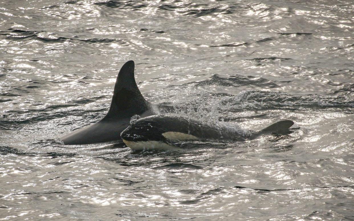 A pod of orcas swim just off the coast of East Orkney last Monday evening - Graham Campbell