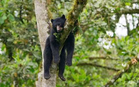 An Andean bear takes a break in an Ecuadorean tree - Credit: BBC NHU