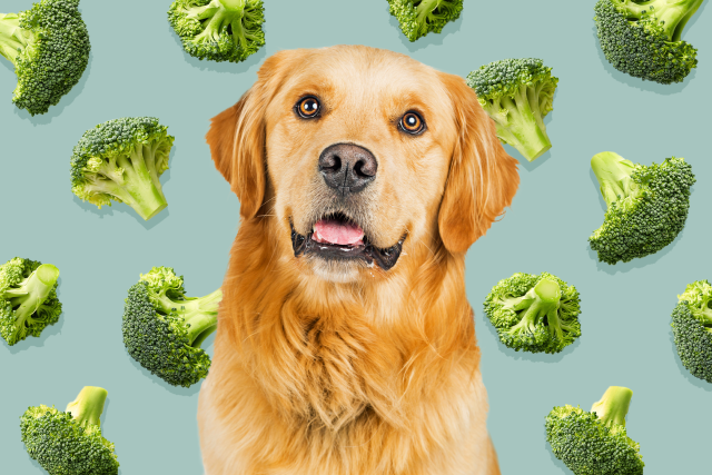 can golden retriever eat broccoli? 2