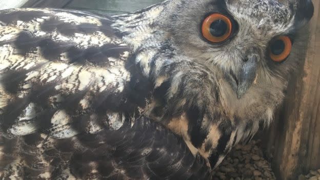Kaln the eagle owl stunned keepers at Gloucester Barn Owl Centre after 'he' laid an egg. (Barn Own Centre)