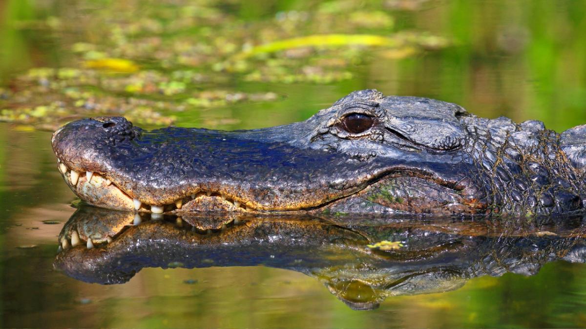 Un homme perd un bras après avoir survécu à une attaque d’alligator en Floride