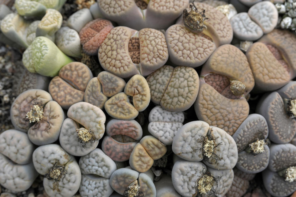 Living stones (Lithops bromfieldii), Aizoaceae.