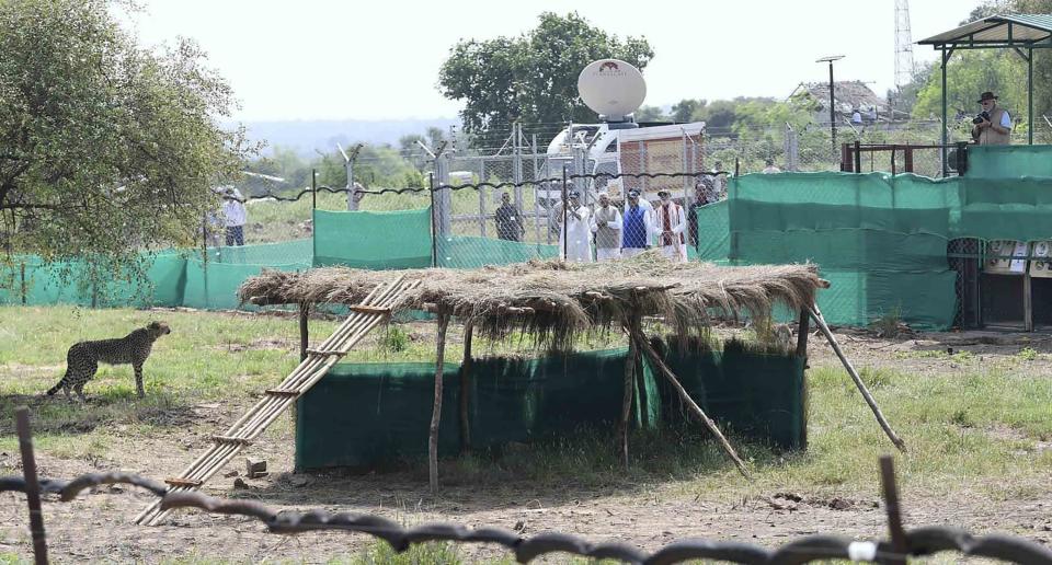 This handout photograph provided by the Press Information Bureau shows Indian Prime Minister Narendra Modi watching a cheetah after it was released in an enclosure at Kuno National Park, in the central Indian state of Madhya Pradesh, Saturday, Sept. 17, 2022. Seven decades after cheetahs died out in India, they're back. Modi on Saturday released eight cats from Namibia to their new home: a national park in the heart of India. (Press Information Bureau via AP)