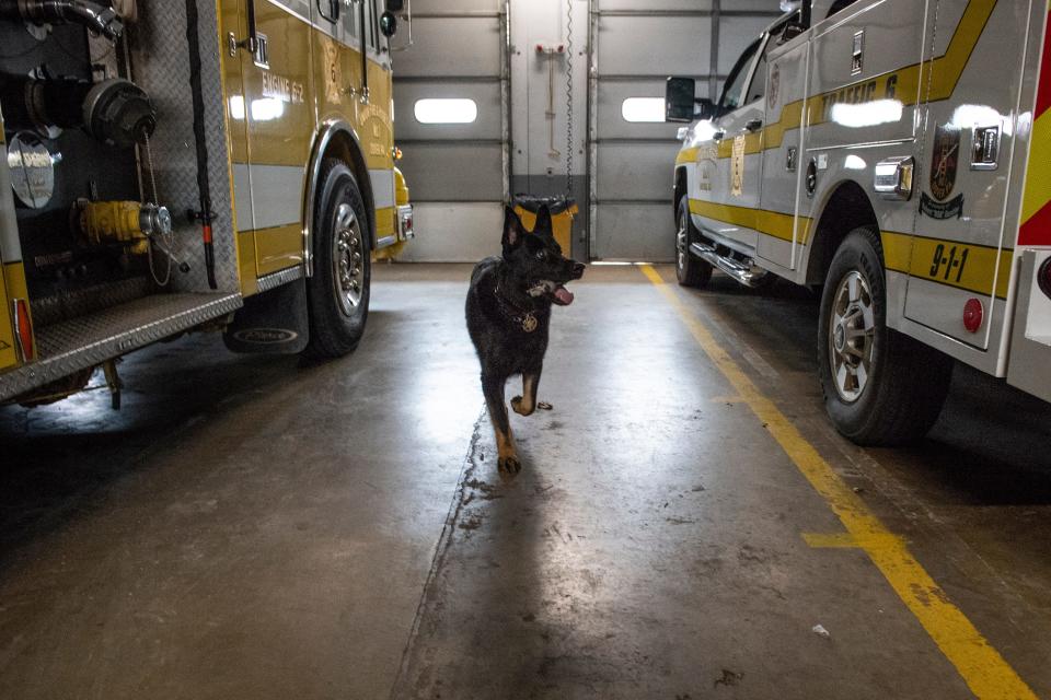 Dargo, a 7-year old K-9 trained in explosives detection, walks toward his handler, Lt. David Godfrey, after successfully finding all of the explosive materials during training for hidden items at the Union Fire and Hose Fire Company in Dover, Friday, Jan. 18, 2019. 