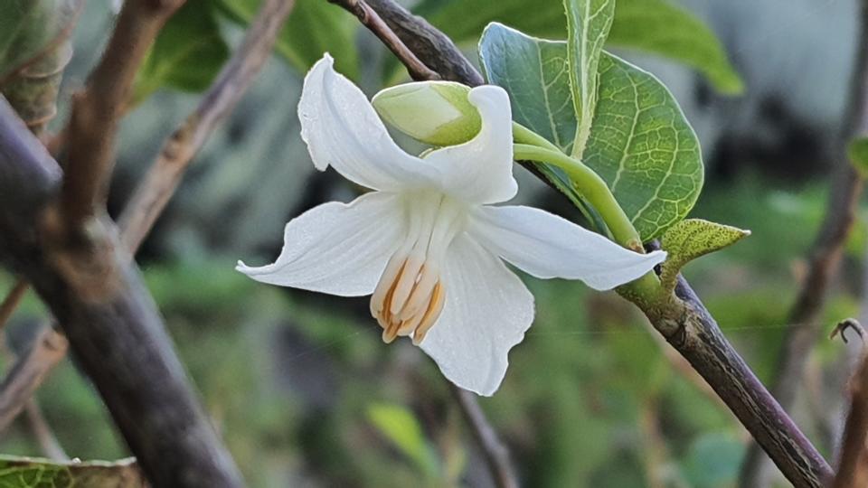 蘭嶼野茉莉。（圖片提供／陳淑貞）