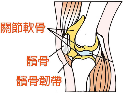 關節軟骨、髕骨、髕骨韌帶位置圖