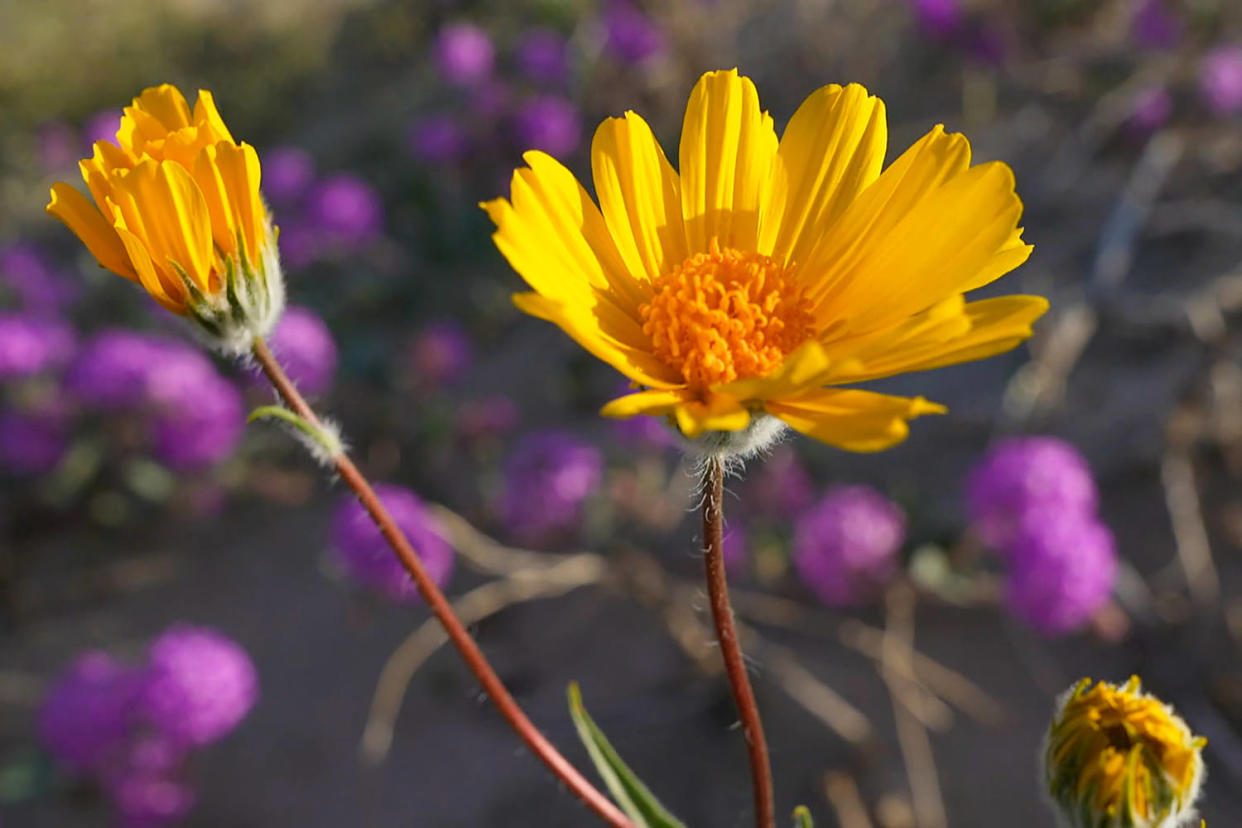 nature california wildflowers (Abraham Villela / NBC News)