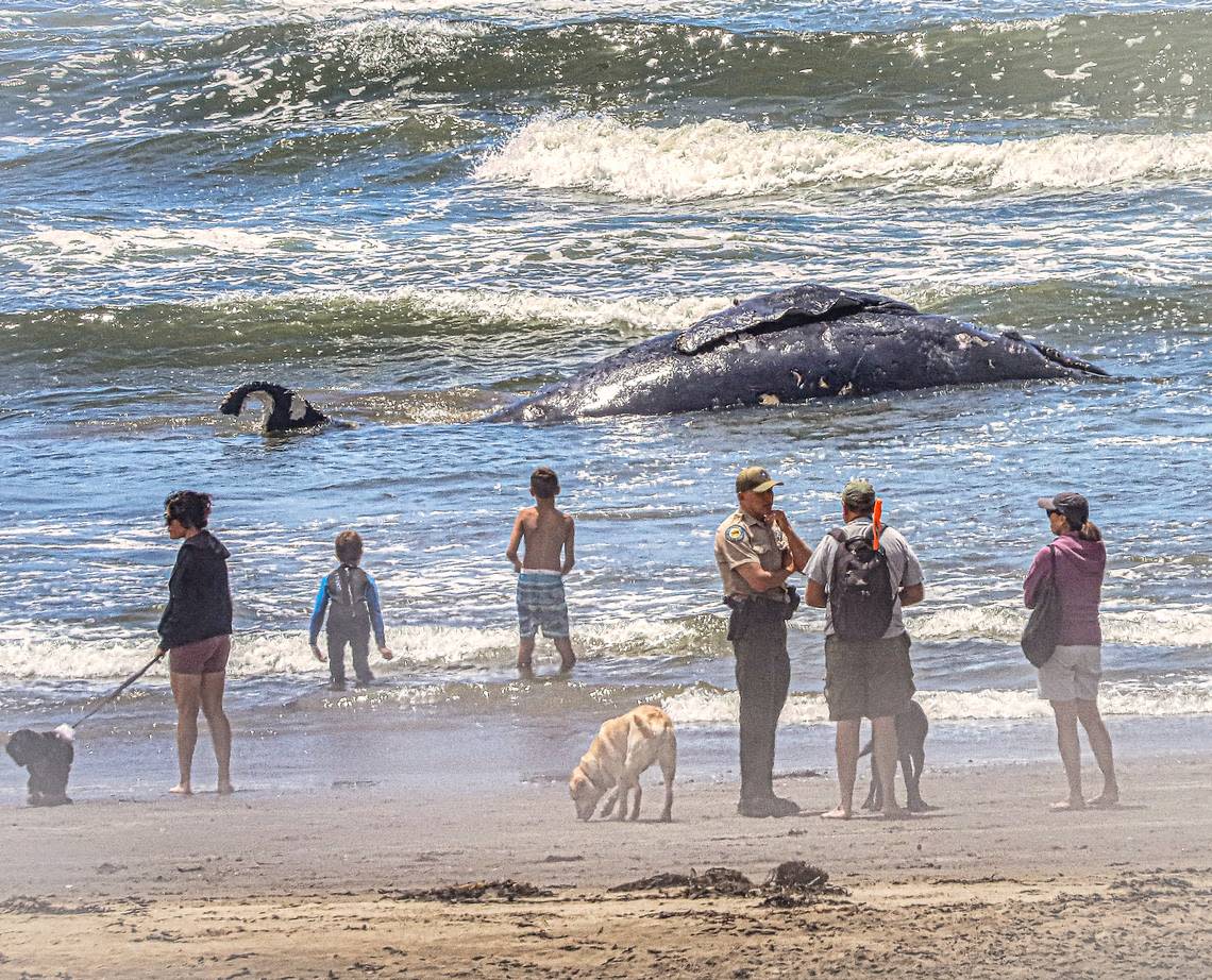 A State Parks ranger talks to beachgoers while children try to get a closer look at a dead humpback whale that washing up in the surf Saturday, July 9, 2022, in Cayucos.