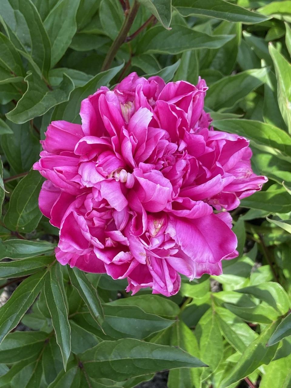 pink peony plant flower head up close with flower in full bloom