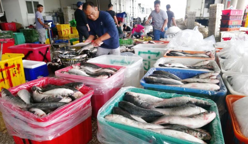 台中港外海連二天來捕獲一萬六千多尾烏魚，並運至梧棲漁港拍賣。（記者陳金龍攝）