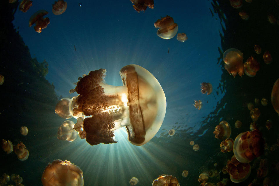 jellyfish