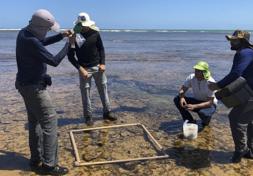 In this Oct. 23, 2019 photo released by Francisco Kelmo, researchers from the Bahia Federal University collect material contaminated by an oil spill in Camacari, Bahia state, Brazil. According to the Navy, which is overseeing an investigation, its primary hypothesis is that te oil spilled from a boat navigating off Brazil's shore. (Francisco Kelmo via AP)