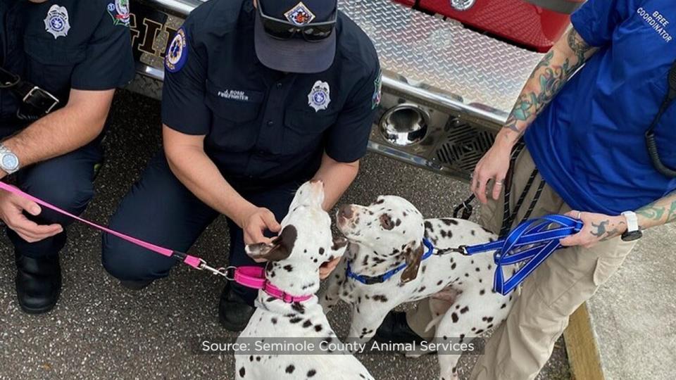 The day after Seminole County Animal Services posted photos of Seminole County firefighters with a pair of adoptable Dalmatians, the dogs found their forever home.