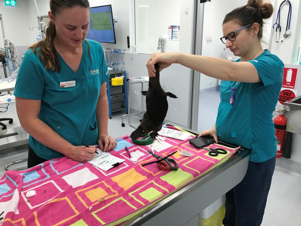 Vets in New South Wales treat platypuses