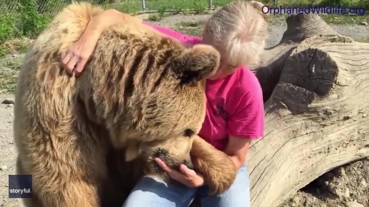 Syrian Brown Bear 'Purrs' at New York Rescue Center