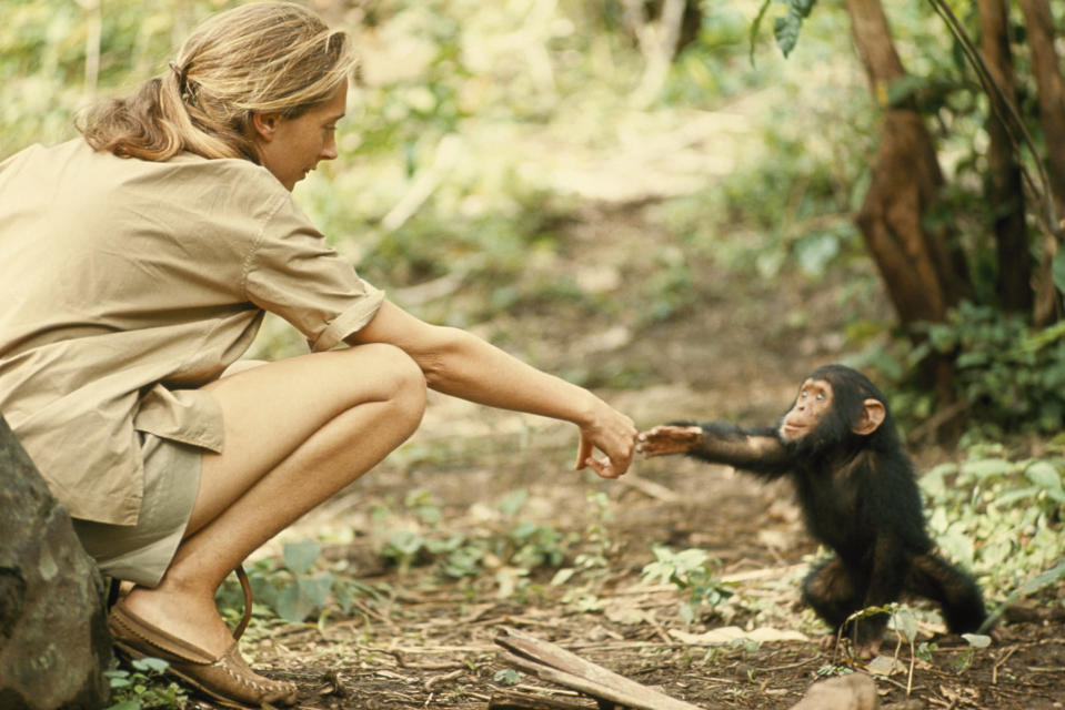 1964 | TANZANIA: A touching moment between primatologist and National Geographic grantee Jane Goodall and young chimpanzee Flint at Tanzania’s Gombe Stream Reserve. (Photo by Hugo van Lawick) <br> <br> <a href="http://www.nationalgeographic.com/125/" rel="nofollow noopener" target="_blank" data-ylk="slk:Click here for more info at NationalGeographic.com;elm:context_link;itc:0;sec:content-canvas" class="link ">Click here for more info at NationalGeographic.com</a>