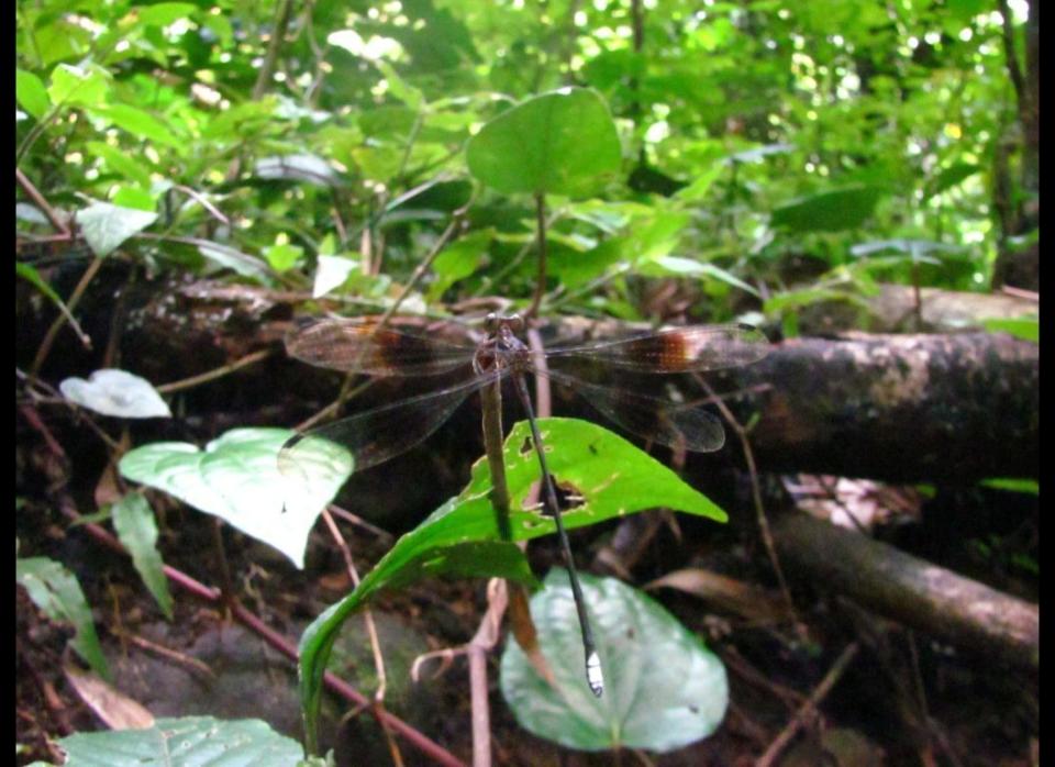 <strong>Scientific Name:</strong> <em>Amanipodagrion gilliesi</em>    <strong>Common Name: </strong>Amani Flatwing    <strong>Category:</strong> Damselfly    <strong>Population: </strong> < 500 individuals est.    <strong>Threats To Survival:</strong> Habitat degradation due to increasing population pressure and water pollution