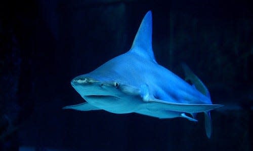 A sandbar shark like the one above is being blamed for injuries suffered by a 12-year-old Pennsylvania girl in Ocean City, Md.