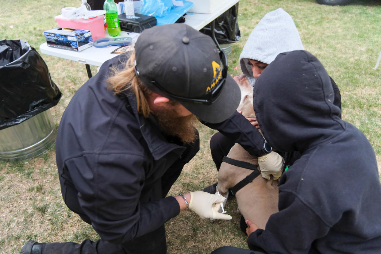 Amarillo Animal Management vaccinates a dog Saturday at the El Barrio Lions Club annual Cinco de Mayo Celebration at Alamo Park in Amarillo.