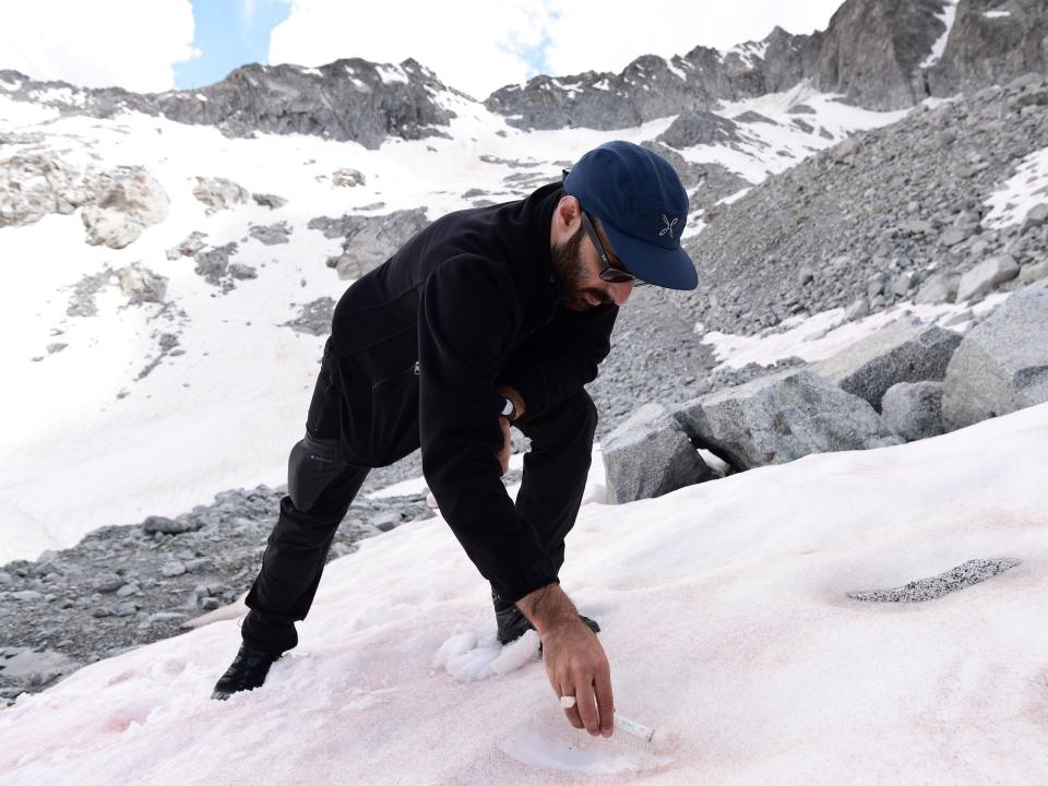 pink snow italy alps glacier melt algae bloom