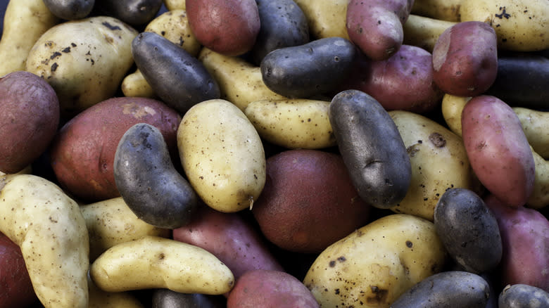 variety of different potatoes