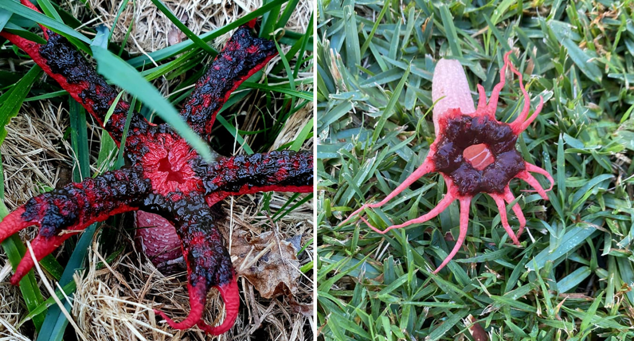 An Anthurus archeri – the Octopus Stinkhorn - is pictured on the left, while an anemone stinkhorn fungi is pictured on the right. 