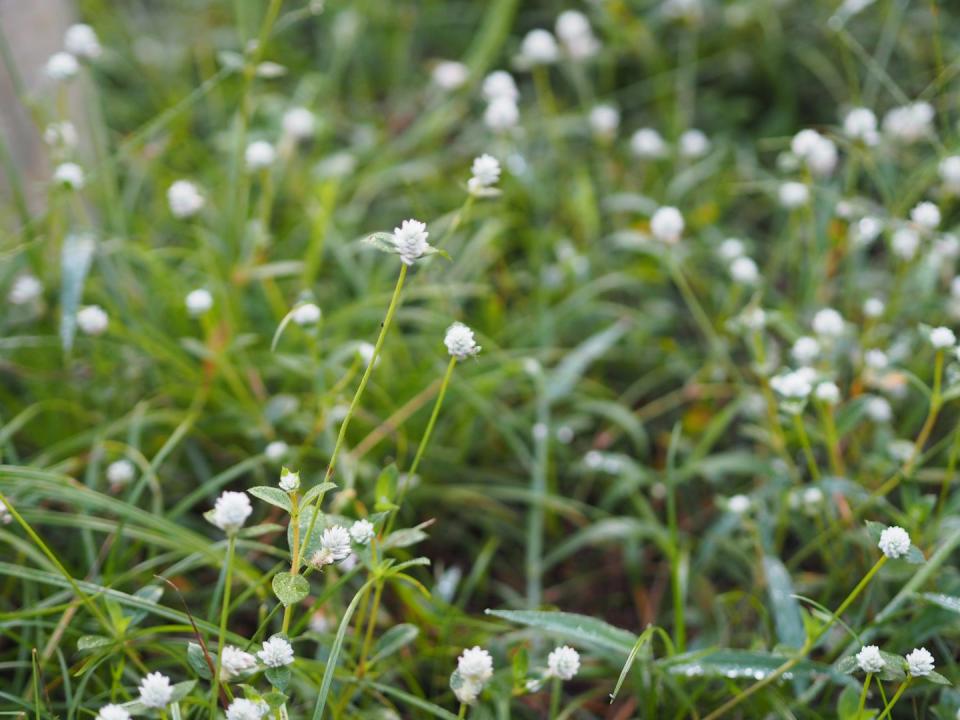 types of weeds kyllinga