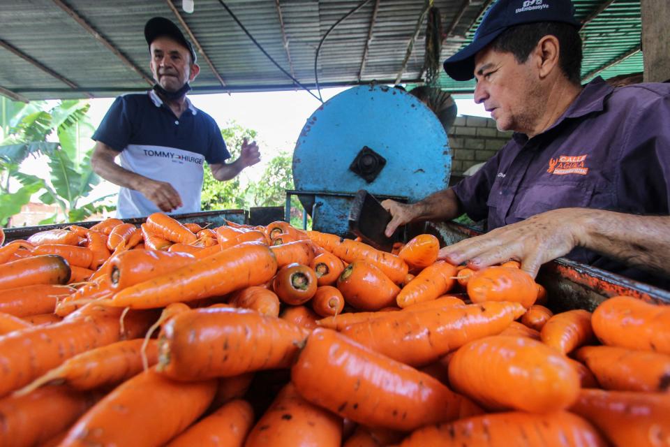 Farmers wash carrots to be sold to merchants who take them to an open-air market in Caracas, in La Grita, Tachira state, Venezuela, on May 8, 2022.