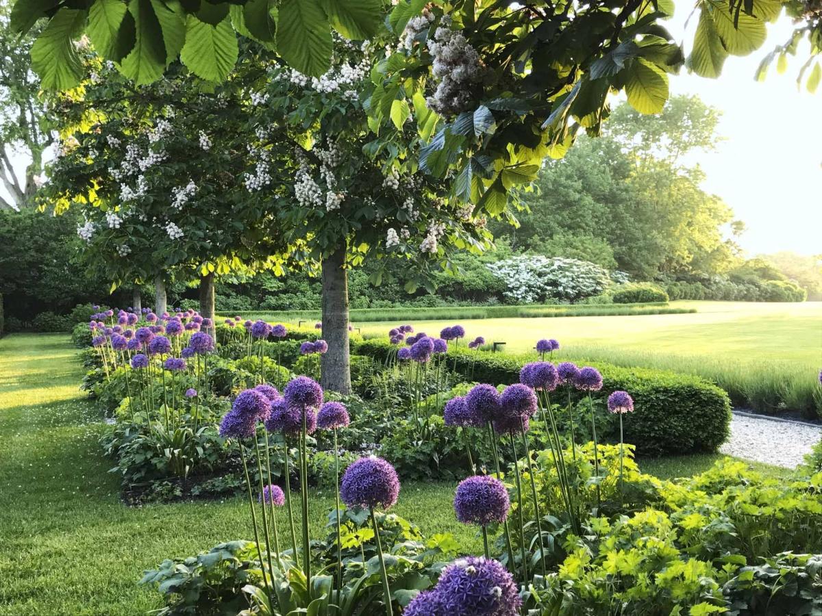 Image of Row of boxwoods leading up to a hydrangea-covered pergola