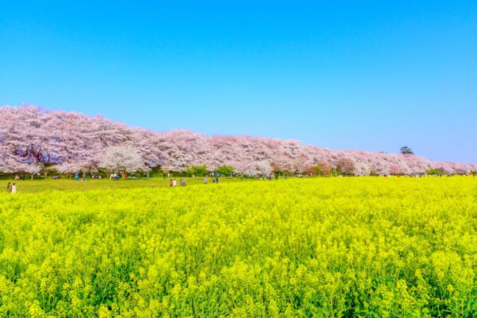 Tokyo Cherry Blossoms & Rapeseed Blossoms One-Day Tour｜Taihei Mountain Cherry Blossom Tunnel & Gongendo Sakura Bank & Kawagoe Hikawa Shrine. (Photo: KKday SG)