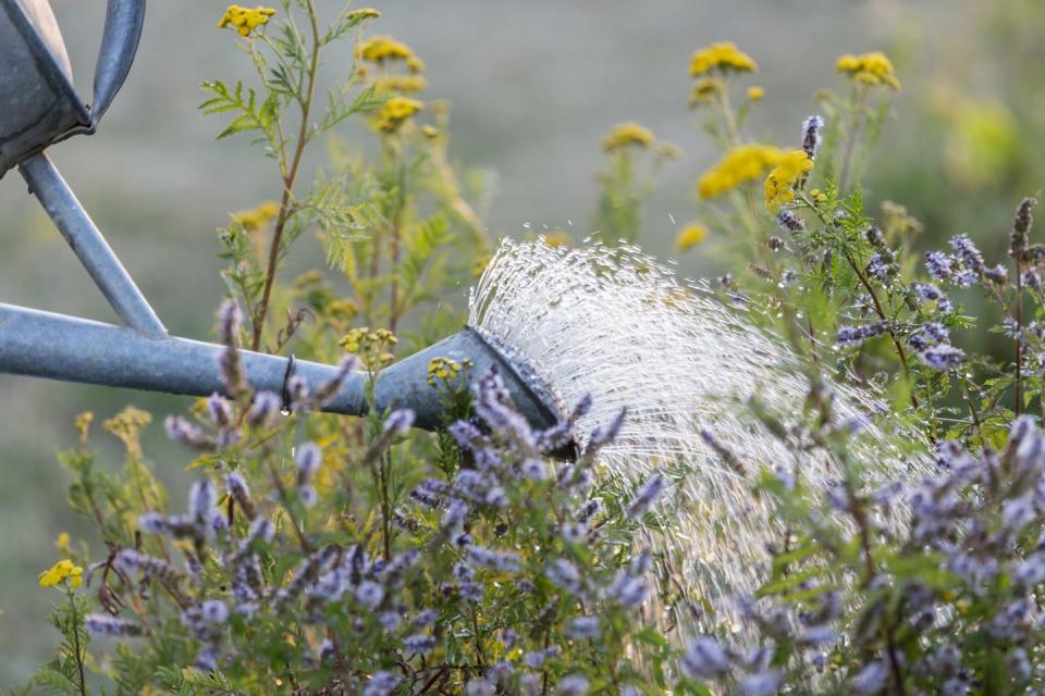 watering flowers in garden