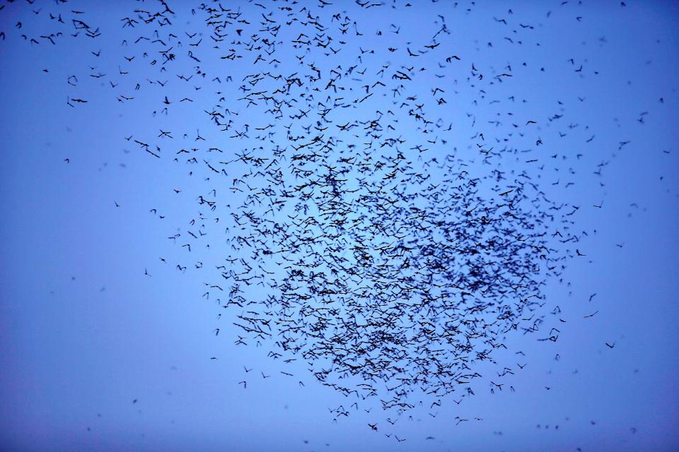Mexican free-tailed bats fill the sky after exiting the Selman Bat Cave to hunt for insects.